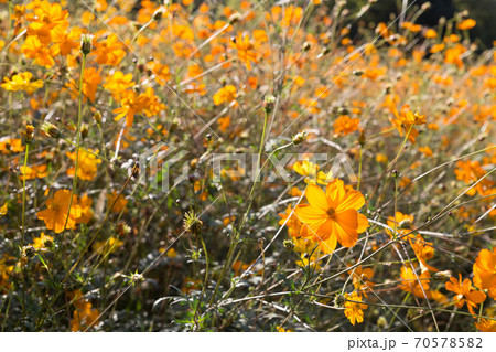 花 コスモス 花畑 70578582