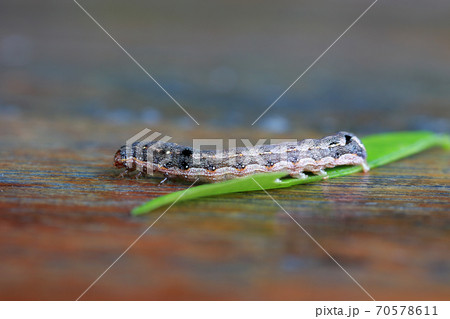 Caterpillar with green leaf on wooden table. the larva of a butterfly or moth 70578611