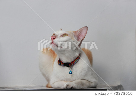 White and orange color of cat laying down on the floor. cat is a domesticated carnivorous mammal White and orange color of cat laying down on the floor. cat is a domesticated carnivorous mammal 70578616