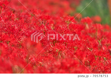 日ざしを浴びて深紅に染まる満開のヒガンバナ畑　10月上旬撮影 70578753