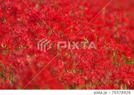 秋の日ざしで深紅に染まる満開のヒガンバナ畑　10月上旬撮影 70578926