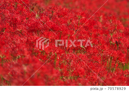 日ざしを浴びて深紅に染まる満開のヒガンバナ畑　10月上旬撮影 70578929