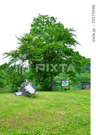 高浪の池キャンプ場(新潟県) 高浪の池キャンプ場(新潟県) 70579496