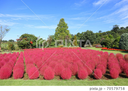 清水公園 花ファンタジアのコキアの紅葉 10月 千葉県野田市の写真素材