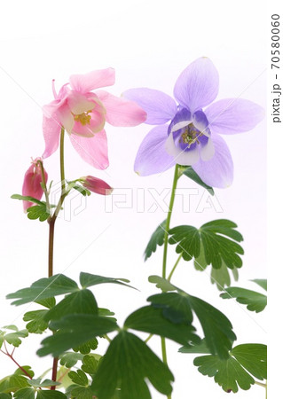 深山苧環 ミヤマオダマキ 青花と赤花 白背景 深山苧環 ミヤマオダマキ 青花と赤花 白背景 70580060