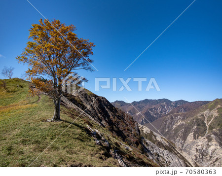 孤高のブナ 70580363