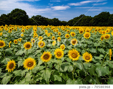 太陽に向いて咲くひまわり 70580368