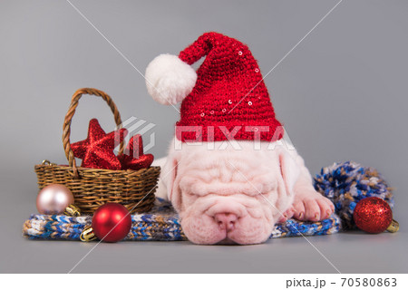 Funny American Bulldog puppy dog santa claus hat 70580863