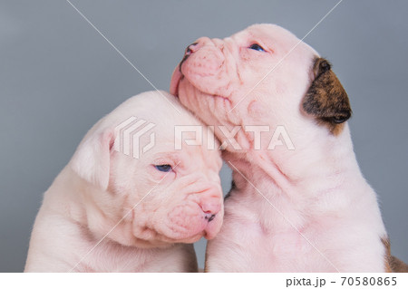 Two funny American Bulldog puppies dogs on gray 70580865