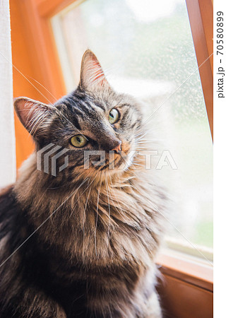 norwegian cat Sitting on Window Sill looking out 70580899