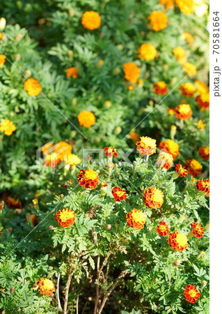 西大寺緑化公園の花壇に咲くマリーゴールドの花　岡山県岡山市東区 70581664