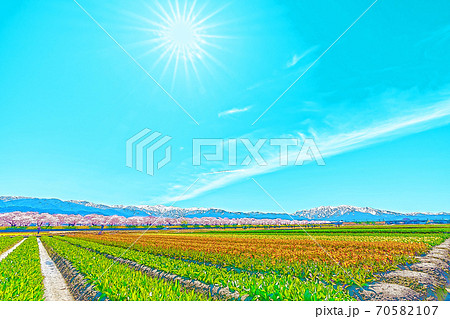 [アニメ風] 日本の春　富山県 舟川べり チューリップと桜並木 70582107