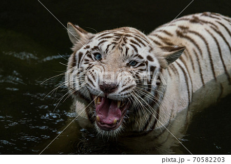 虎 ホワイトタイガーの顔 クローズアップの写真素材 7053