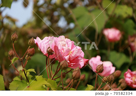 Pink rose blooming on the tree. a prickly bush or shrub that typically bears red, pink Pink rose blooming on the tree. a prickly bush or shrub that typically bears red, pink 70582334