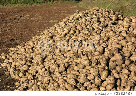 甜菜・砂糖大根 甜菜・砂糖大根 70582437