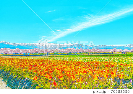 [アニメ風] 日本の春　富山県 舟川べり チューリップと桜並木 70582536