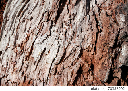 Close up of brown and gray tree surface with day light for background texture. Close up of brown and gray tree surface with day light for background texture. 70582902