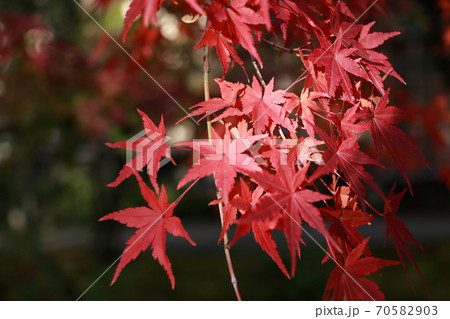 Red Japanese Maple Leaf on the tree with sunlight.  70582903