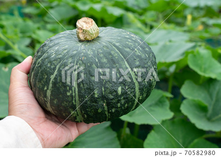 かぼちゃ畑とカボチャの実 収穫 7月 家庭菜園の写真素材