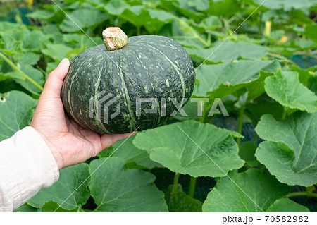 かぼちゃ畑とカボチャの実 収穫 7月 家庭菜園の写真素材 7059