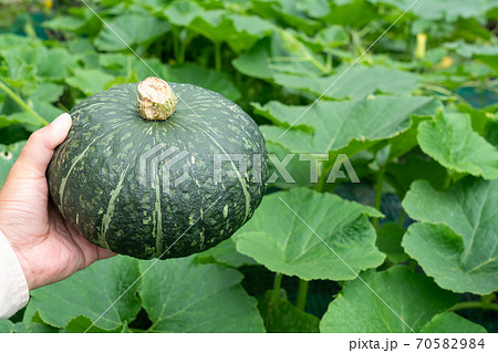 かぼちゃ畑とカボチャの実 収穫 7月 家庭菜園の写真素材