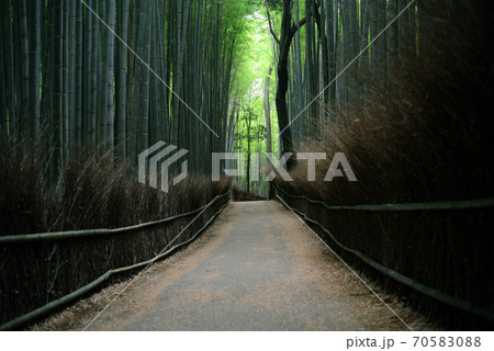嵯峨野竹林の道 嵯峨野竹林の道 70583088