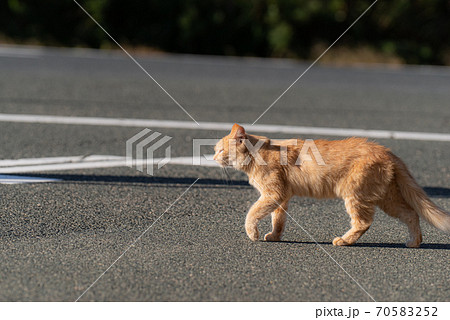 道路を横断する猫 道路を横断する猫 70583252