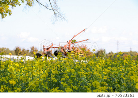 自然, 植物, 畑, 屋外, 花畑, 農地, 花, 風景, 農業, 葉, 黄色, 緑色, 北海道 70583263