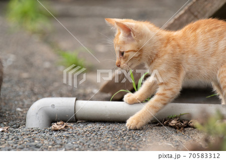 好奇心は猫を殺すかDOGDAYオフィシャルガイド 好奇心は猫をも殺す 続き 中古]好奇心は猫を殺すか 好奇心は身を