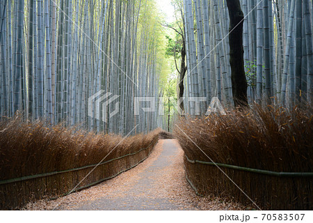 嵯峨野竹林の道 嵯峨野竹林の道 70583507