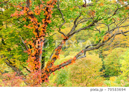 赤く鮮やかなツタウルシの紅葉 八幡平 秋田県 赤く鮮やかなツタウルシの紅葉 八幡平 秋田県 70583694