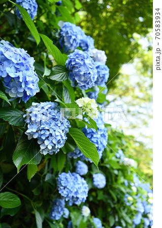 街景色　飛鳥の小径の紫陽花 70583934