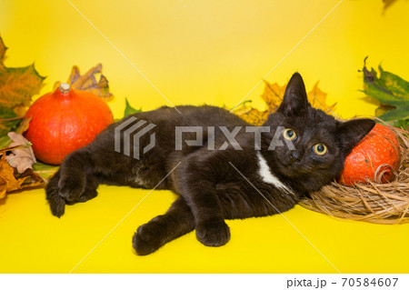 Beautiful black kitten and Halloween 70584607