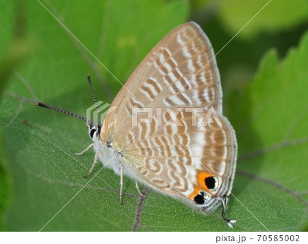 ウラナミシジミ 70585002