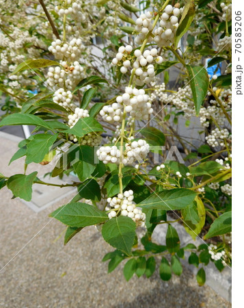 シロシキブの実 70585206
