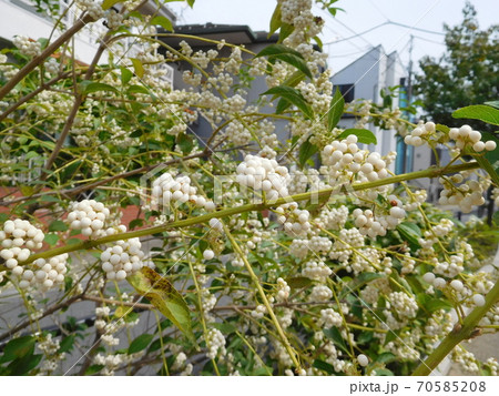 シロシキブの実 70585208