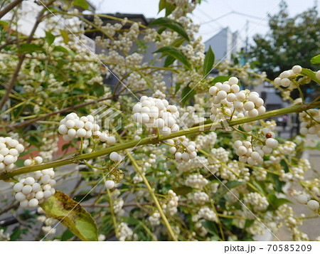 シロシキブの実 シロシキブの実 70585209