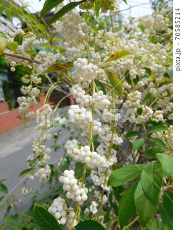 シロシキブの実 70585214