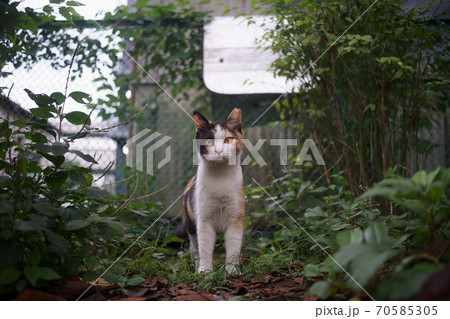 きょとんとする三毛猫の写真素材