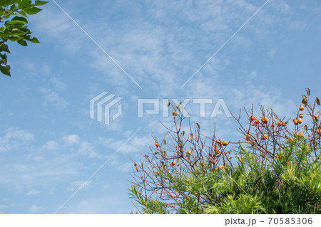 軒先の柿の木 70585306