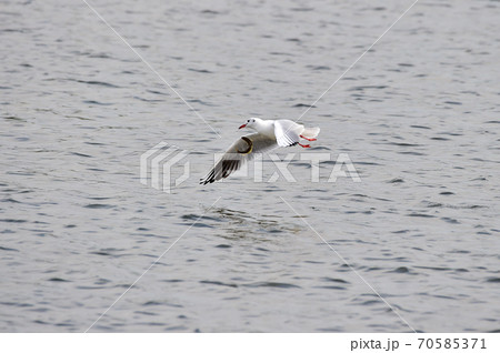 カモメ 魚 野鳥 70585371
