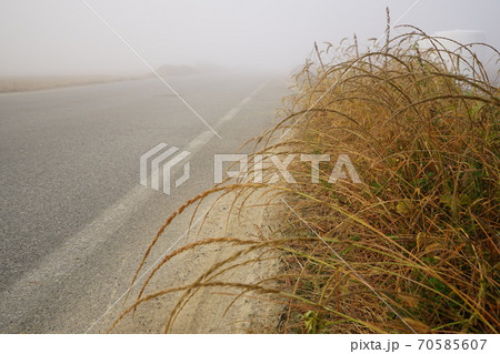 風景 葉 屋外 70585607