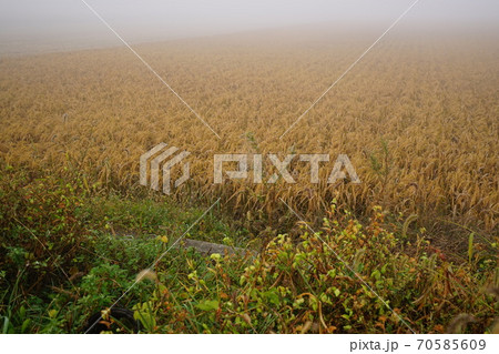 風景 植物 葉 70585609