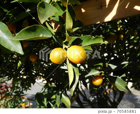 キンカンの実 70585881
