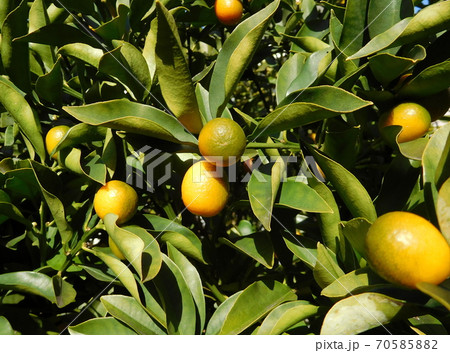 キンカンの実 70585882