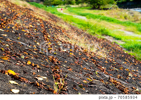 秋のイメージ 70585934