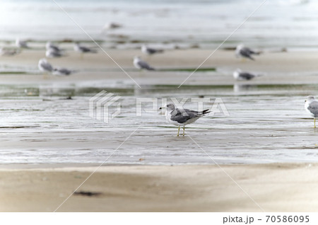ウミネコ ウミネコ 70586095
