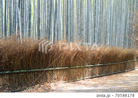 嵯峨野竹林の道 70586178
