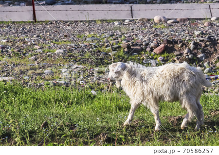A white fur domesticated Xinjiang goat 70586257