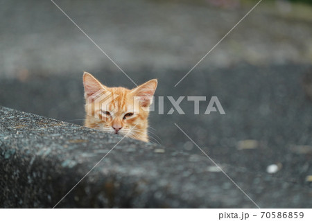 親離れしたお姉ちゃんと一緒に生活しながら出掛けたお姉ちゃんの帰りを待つ野良猫の子猫 70586859